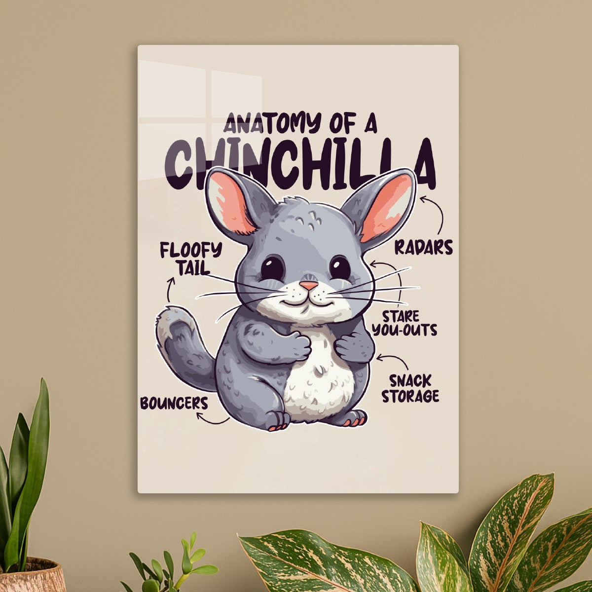 Chinchilla Anatomy 