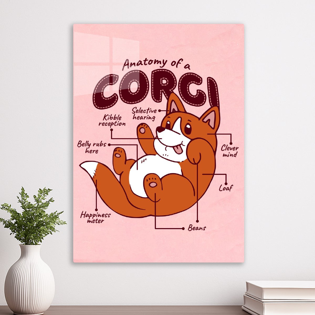 Corgi Anatomy 
