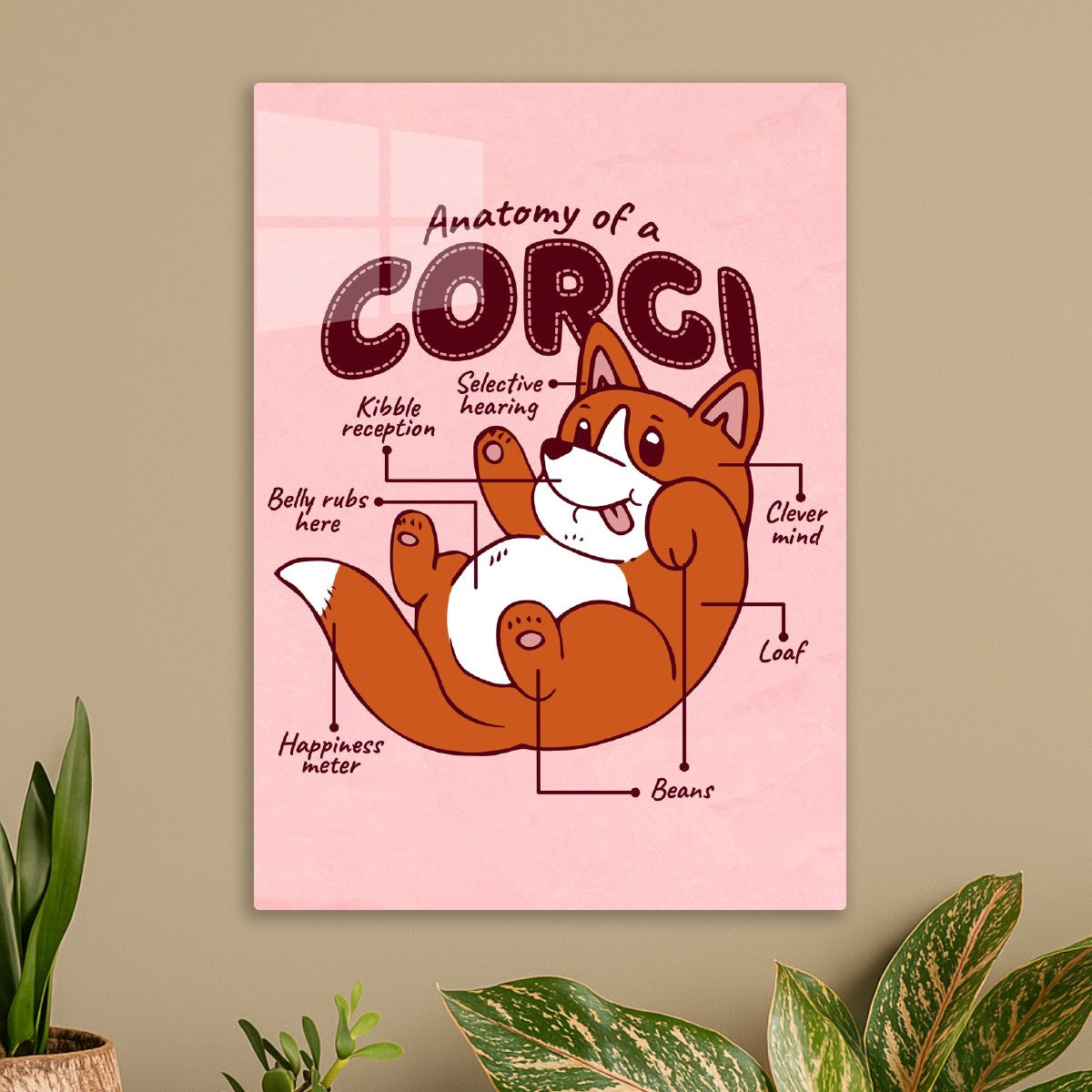 Corgi Anatomy 