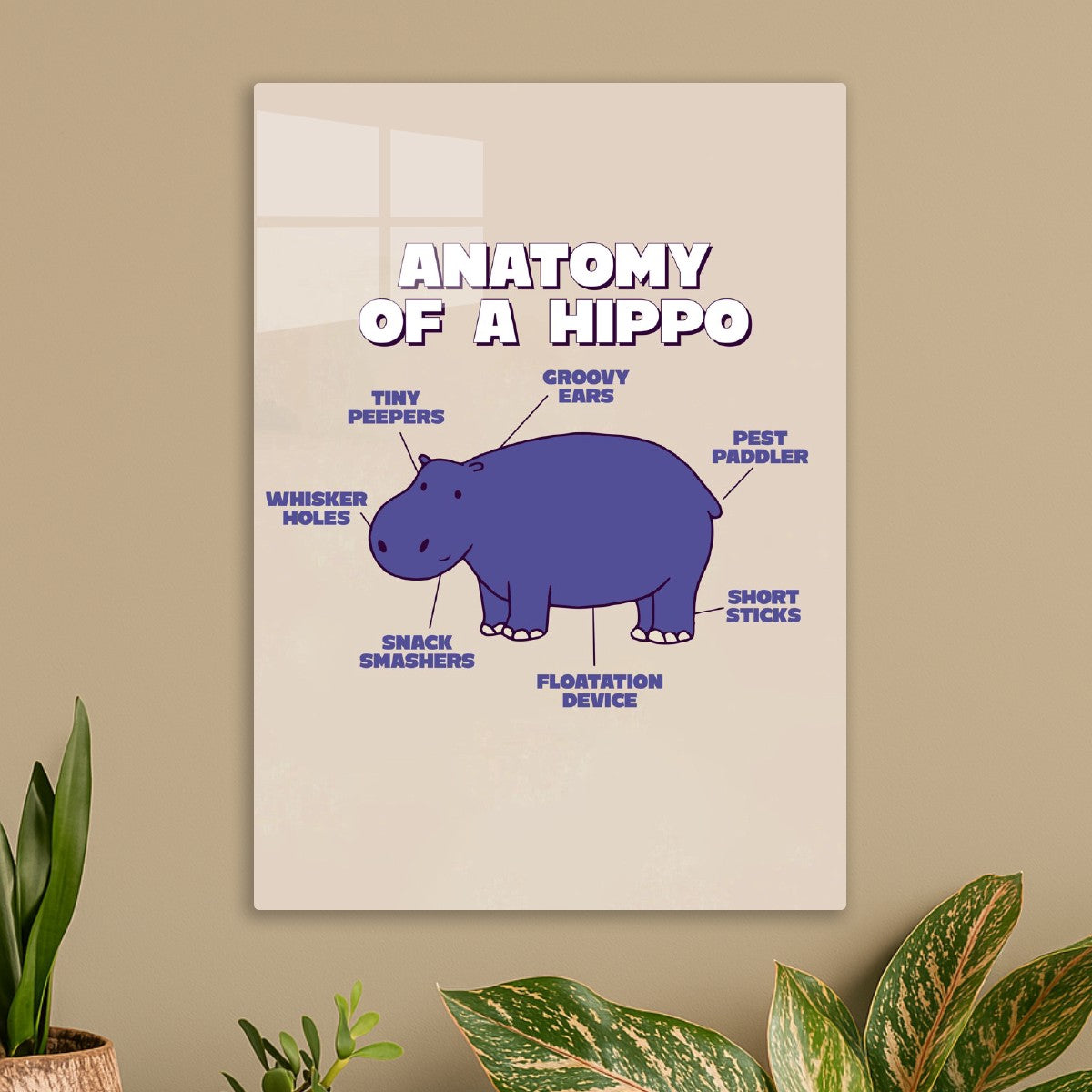 Hippo Anatomy