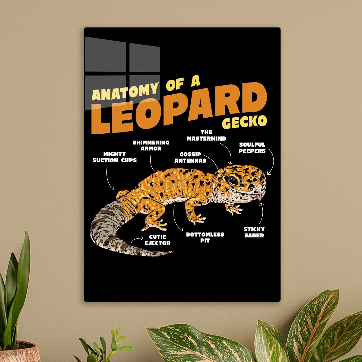 Leopard Gecko  Anatomy