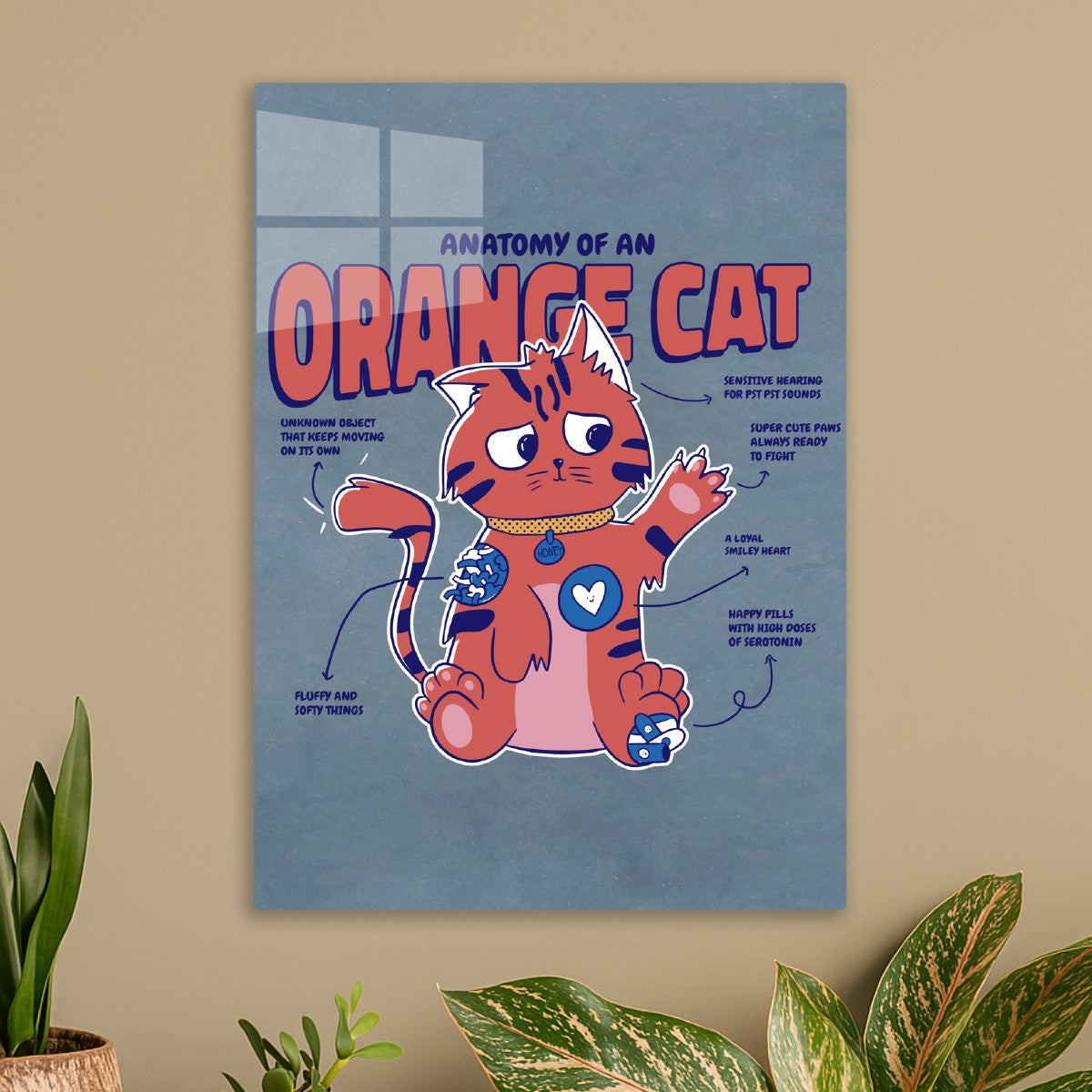 Orange Cat Anatomy