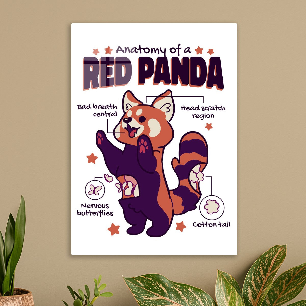 Cute Red Panda Anatomy
