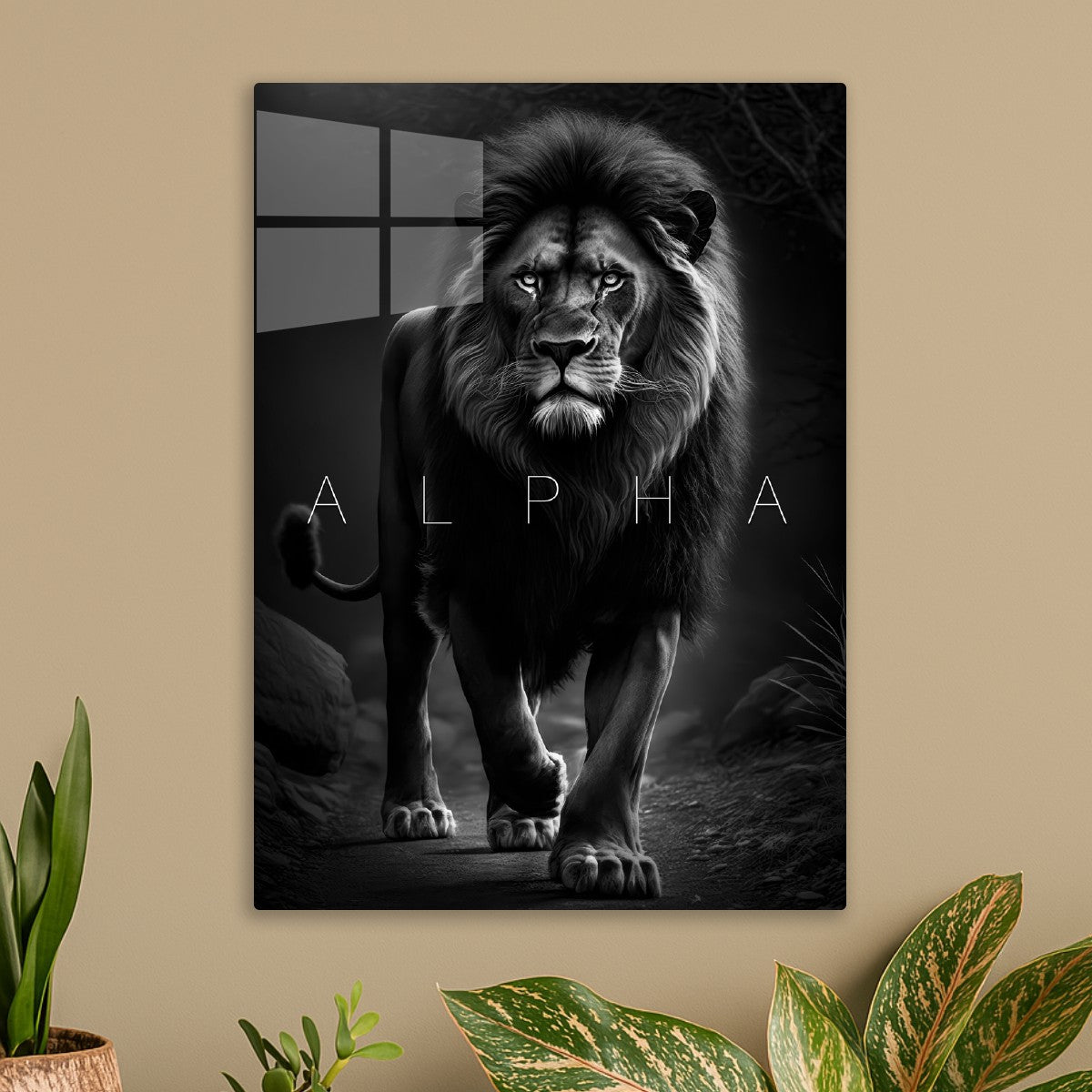 Wild lion alpha