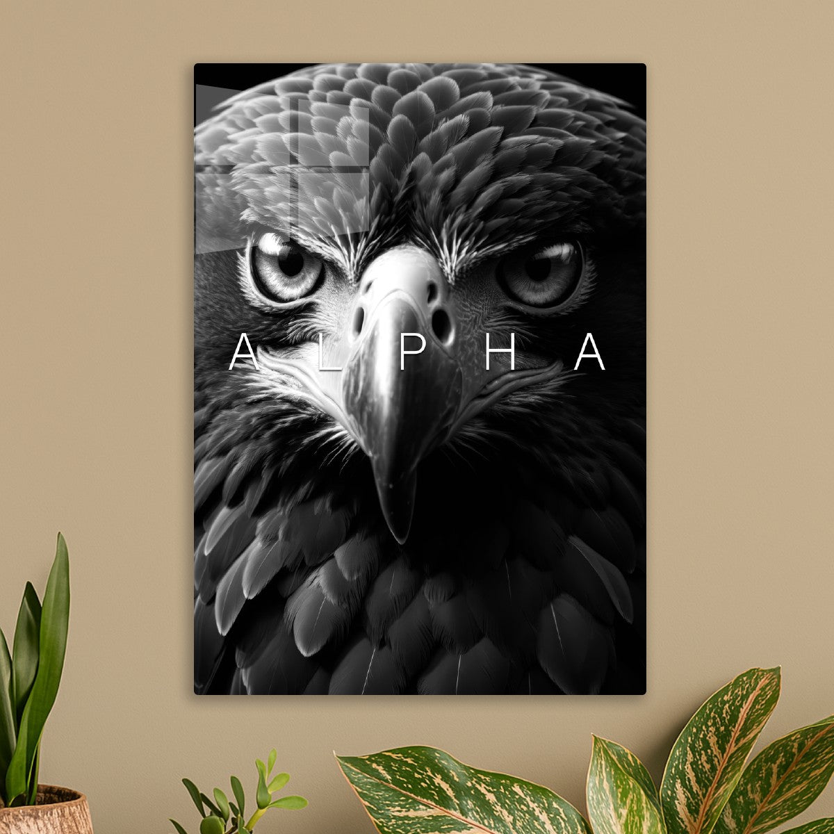 Alpha eagle wild black face
