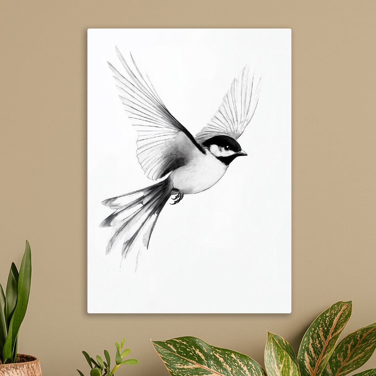 Black-Capped Chickadee