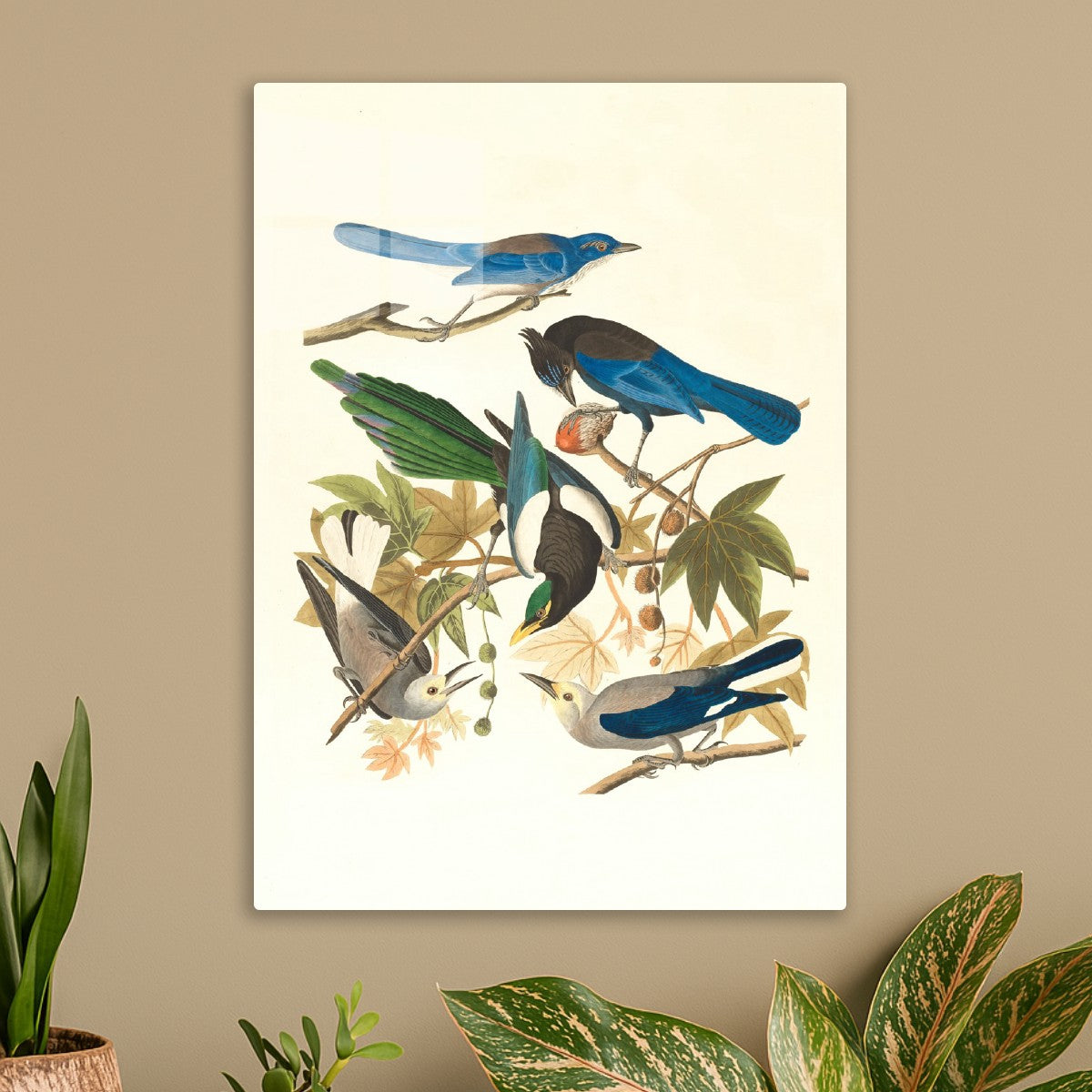 A Symphony of Feathers