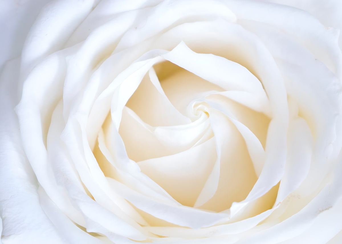 White rose close-up