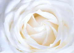 White rose close-up