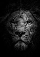 Angry wild lion