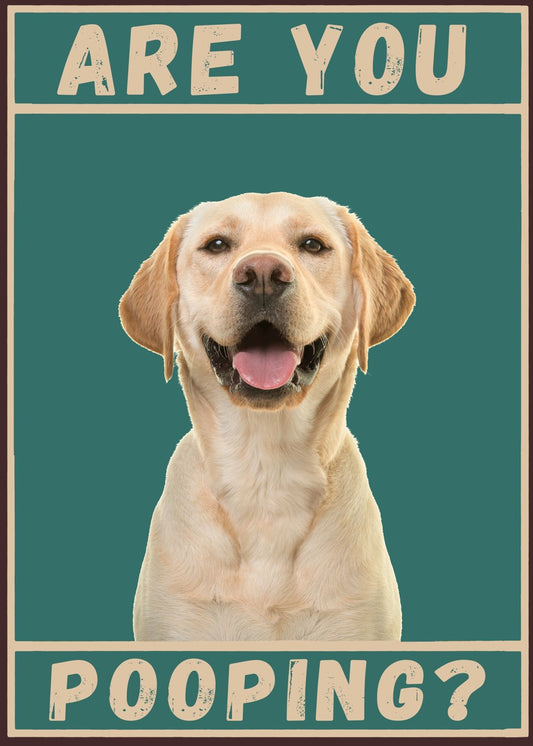 Labrador Are You pooping dog 