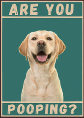 Labrador Are You pooping dog 