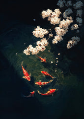 Koi and Sakura Harmony