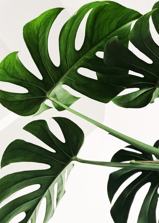 Monstera leaves