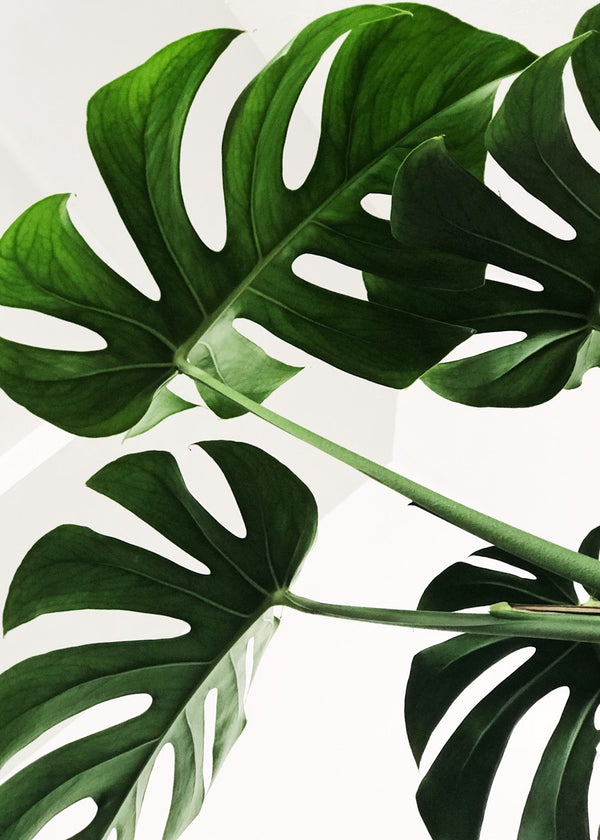 Monstera leaves