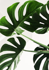 Monstera leaves