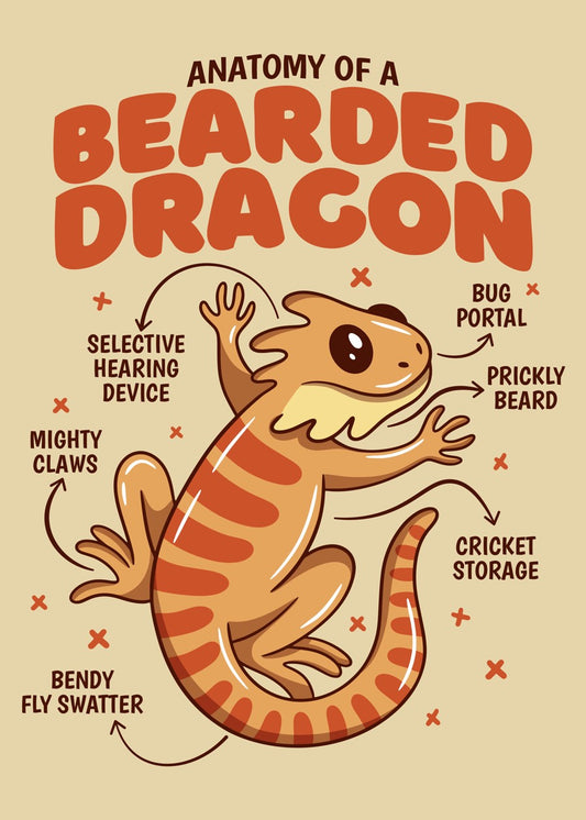 Bearded Dragon Anatomy