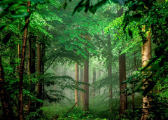 Forest nature trees
