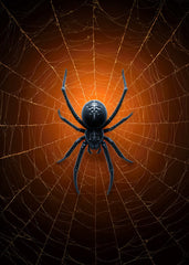 Spider Center of Web
