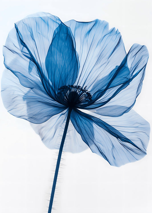 X-ray Blue Bloom