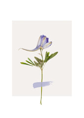 Violet Bloom – Minimal Botanical