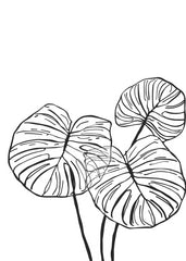 Botanical illustration