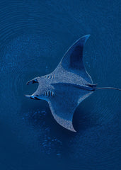 Manta Ray in Motion