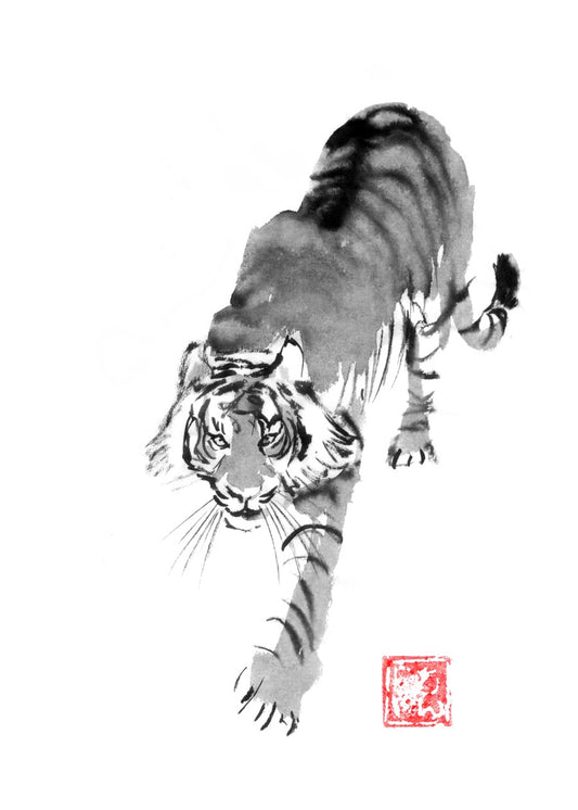 Tiger walking