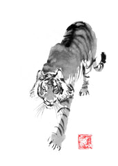 Tiger walking