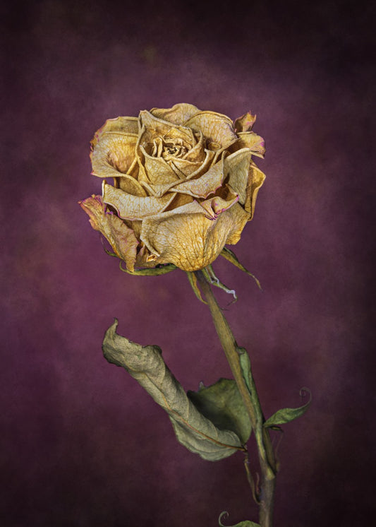 Dried Rose Still Life