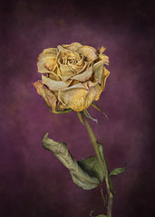 Dried Rose Still Life