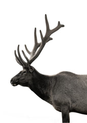 Deer Portrait