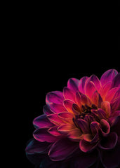 Dark Gradient Color Flower