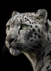 White Leopard with Green Eyes