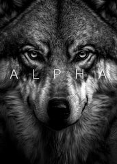 Alpha wolf face
