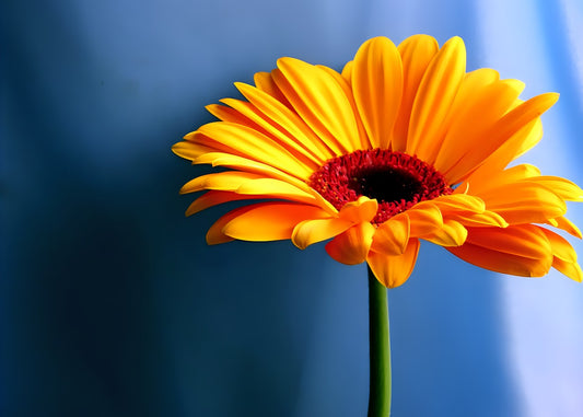 Vibrant Yellow Gerbera