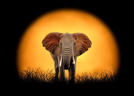Elephant and the rising sun