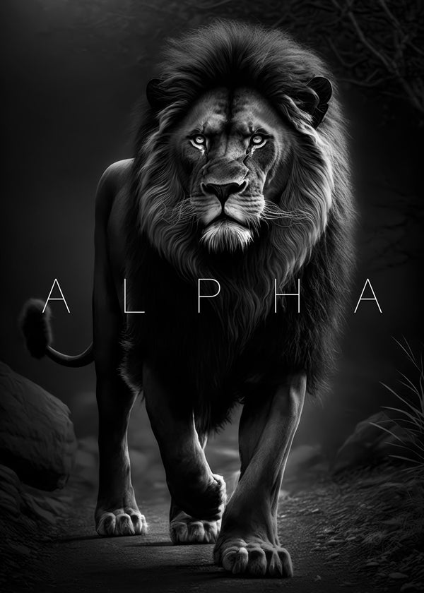 Wild lion alpha