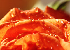 Sunkissed Orange Rose