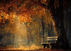 Park Bench in Autumn