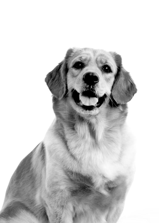 Golden Retriever Dog