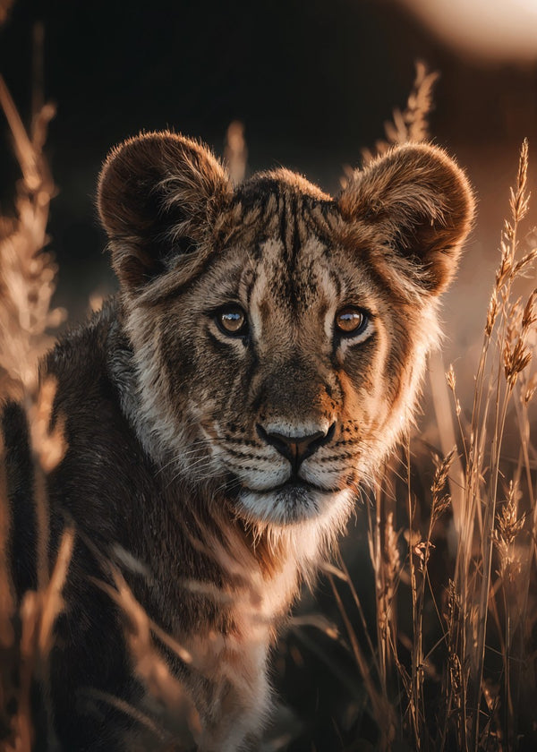 Lion Cub in Golden Light