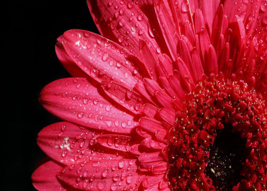 Pink Gerbera with Dewdrops