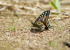 Delicate Butterfly in the Wild