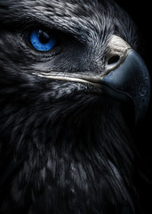 Blue Eye Eagle 