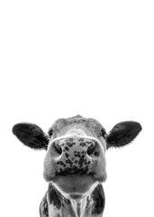Funny Cow