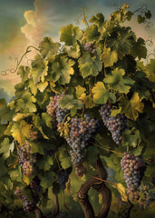 Grapes on the Vine