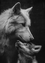 Wolf Love Without Words