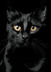 Black cat
