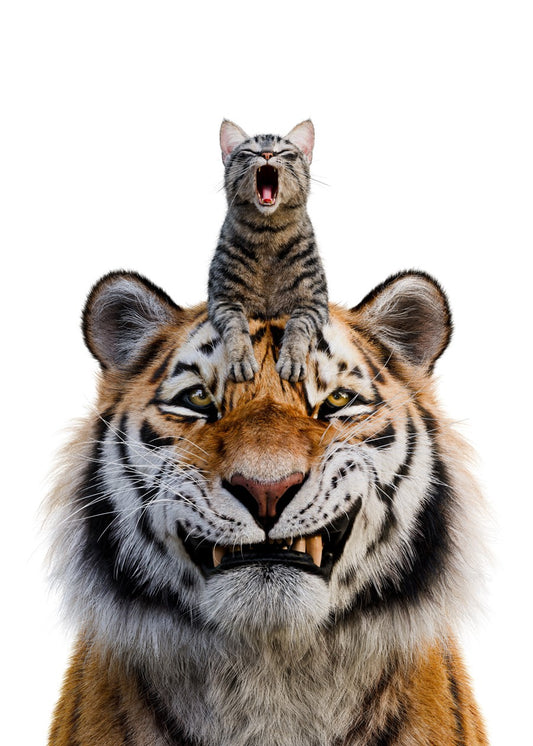 Tiger & Cat Portrait